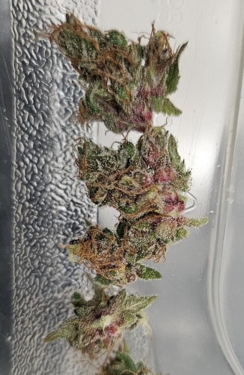 Fastbuds/Mephisto mix 2025. Week 12 - BPP