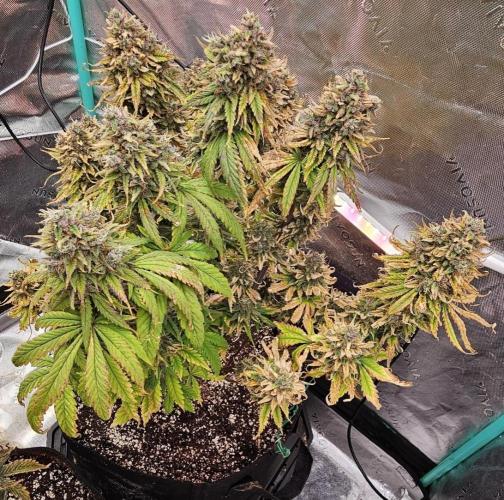 Fastbuds/Mephisto mix 2025. Week 12 - LCC