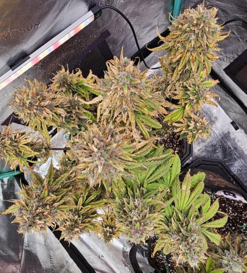 Fastbuds/Mephisto mix 2025. Week 12 - LCC