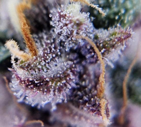 Fastbuds/Mephisto mix 2025. Week 12 - LCC