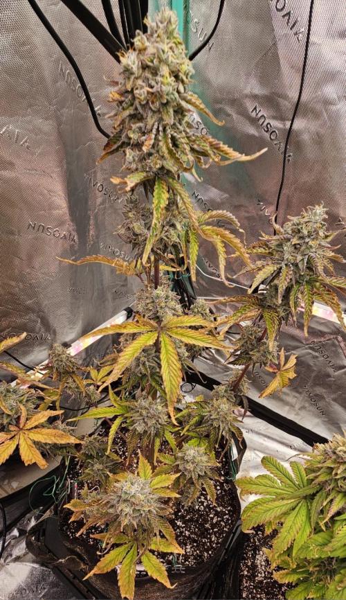Fastbuds/Mephisto mix 2025. Week 12 - O'z