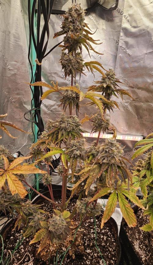 Fastbuds/Mephisto mix 2025. Week 12 - O'z