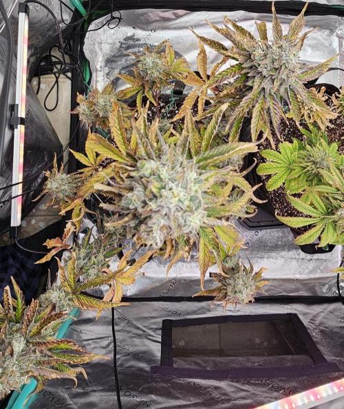 Fastbuds/Mephisto mix 2025. Week 12 - O'z