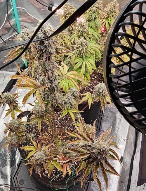 Fastbuds/Mephisto mix 2025. Week 12 - O'z & LCC