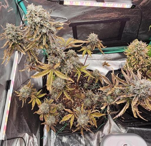 Fastbuds/Mephisto mix 2025. Week 13 - O'z