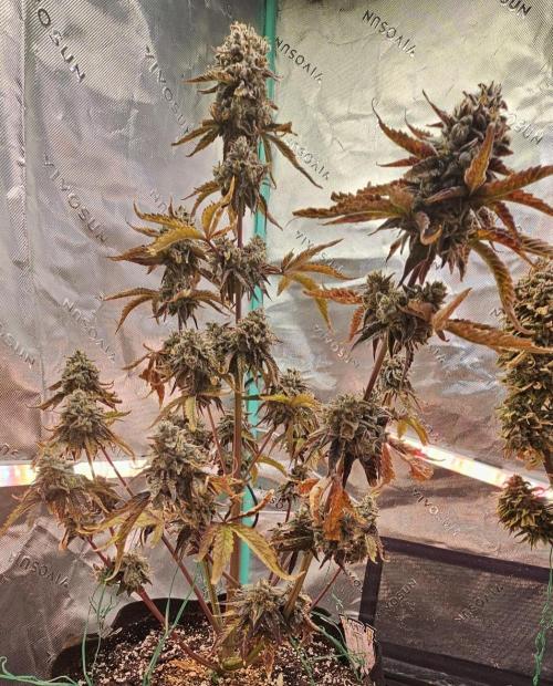 Fastbuds/Mephisto mix 2025. Week 13 - O'z