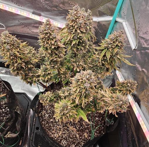 Fastbuds/Mephisto mix 2025. Week 13 - LCC