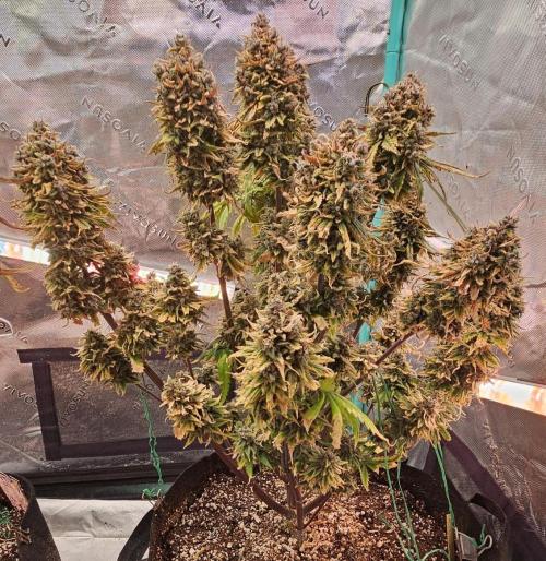 Fastbuds/Mephisto mix 2025. Week 13 - LCC