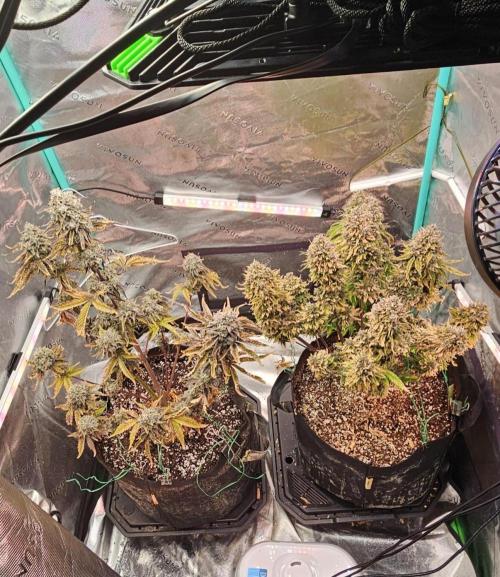 Fastbuds/Mephisto mix 2025. Week 13