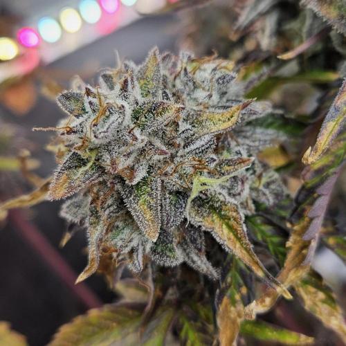 Fastbuds/Mephisto mix 2025. Week 13 - O'z