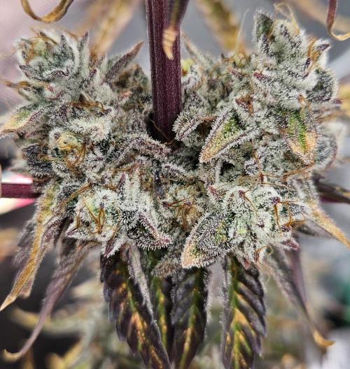 Fastbuds/Mephisto mix 2025. Week 13 - O'z