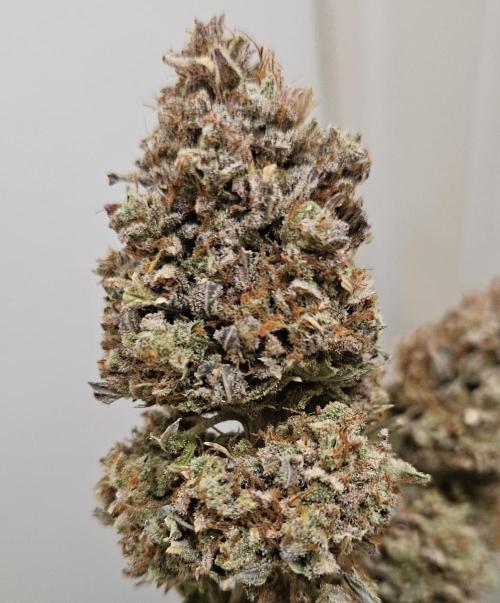 Fastbuds/Mephisto mix 2025. Week 14