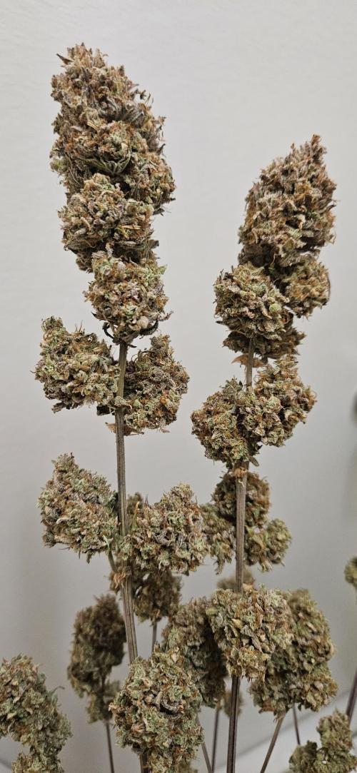 Fastbuds/Mephisto mix 2025. Week 14