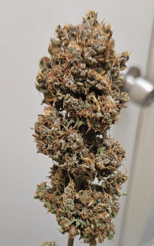 Fastbuds/Mephisto mix 2025. Week 14