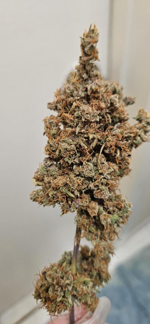 Fastbuds/Mephisto mix 2025. Week 14