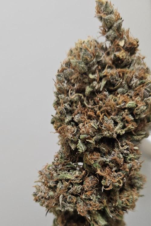 Fastbuds/Mephisto mix 2025. Week 14