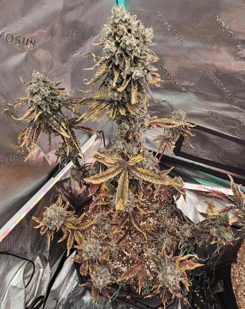 Fastbuds/Mephisto mix 2025. Week 14 - O'z