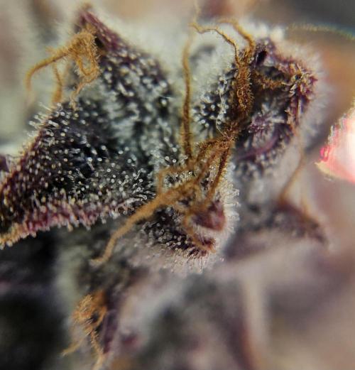 Fastbuds/Mephisto mix 2025. Week 14 - O'z