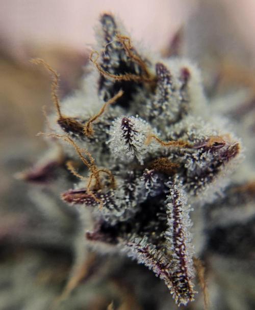 Fastbuds/Mephisto mix 2025. Week 14 - O'z