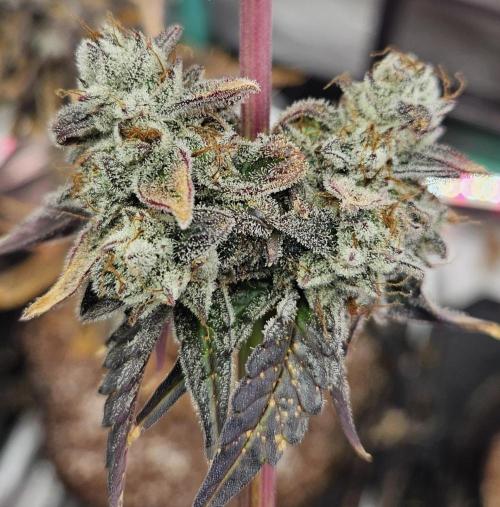 Fastbuds/Mephisto mix 2025. Week 14 - O'z