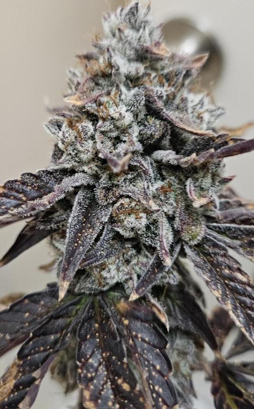 Fastbuds/Mephisto mix 2025. Week 14 - O'z