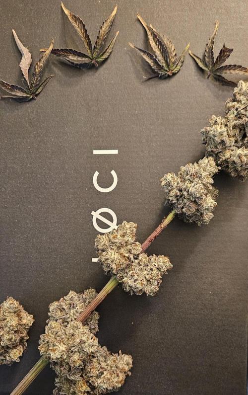 Fastbuds/Mephisto mix 2025. Week 14 - O'z