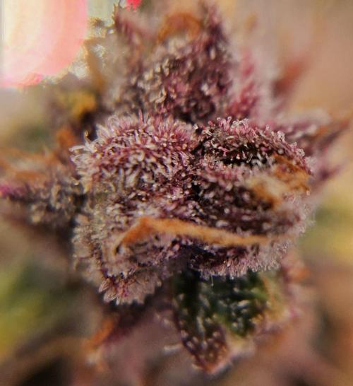 Fastbuds/Mephisto mix 2025. Week 14 - LCC