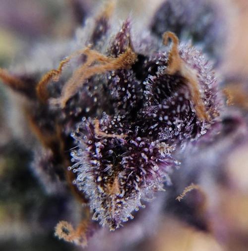 Fastbuds/Mephisto mix 2025. Week 14 - LCC