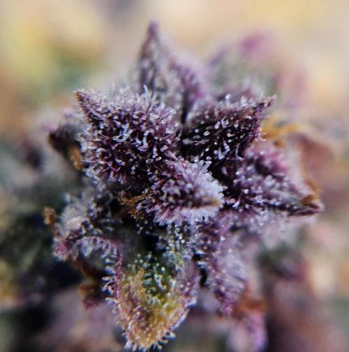 Fastbuds/Mephisto mix 2025. Week 14 - LCC