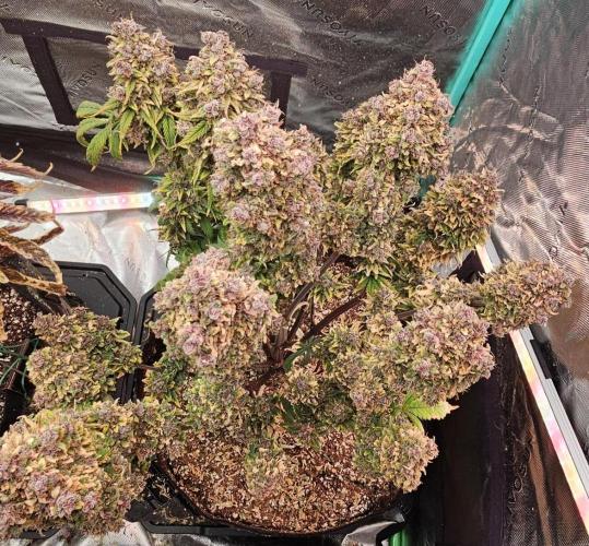 Fastbuds/Mephisto mix 2025. Week 14 - LCC