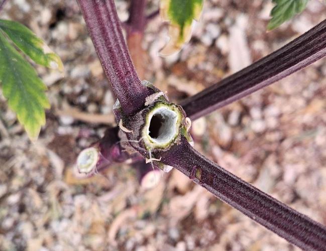 Fastbuds/Mephisto mix 2025. Week 14 - LCC