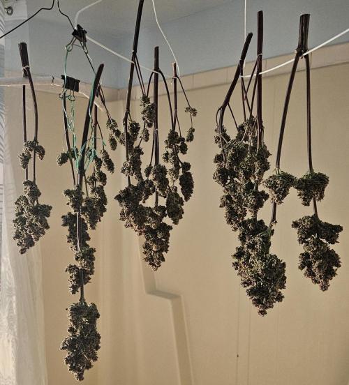 Fastbuds/Mephisto mix 2025. Week 14 - LCC