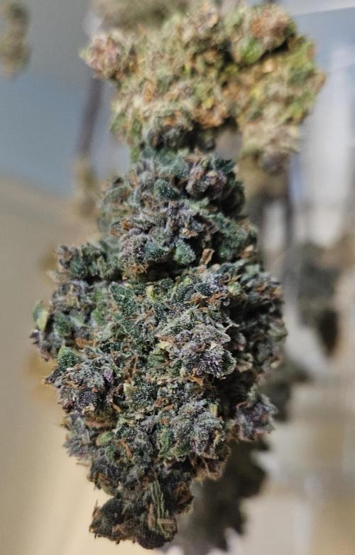 Fastbuds/Mephisto mix 2025. Week 14 - LCC