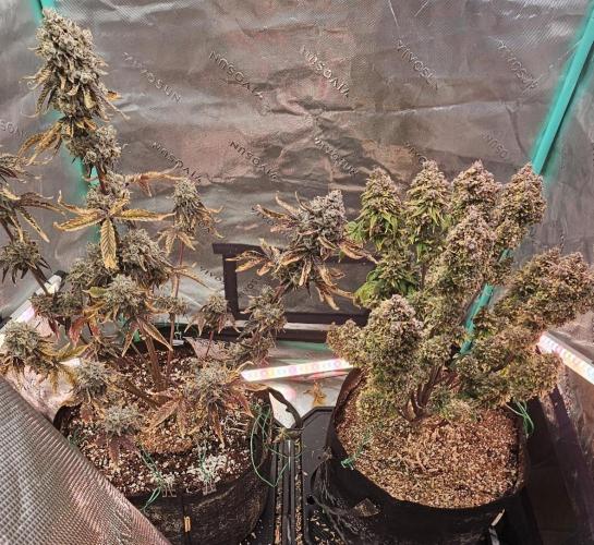 Fastbuds/Mephisto mix 2025. Week 14