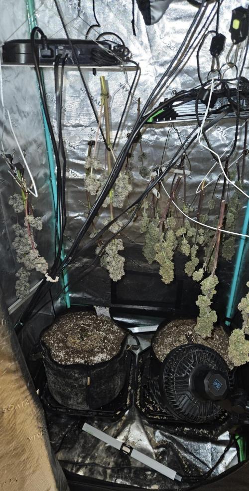 Fastbuds/Mephisto mix 2025. Week 14