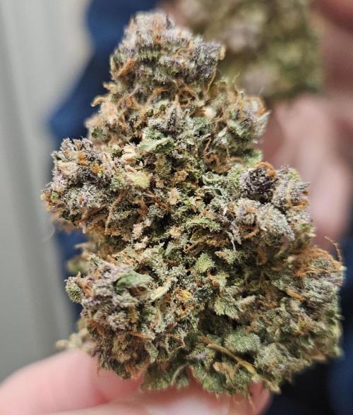 Fastbuds/Mephisto mix 2025. Week 15