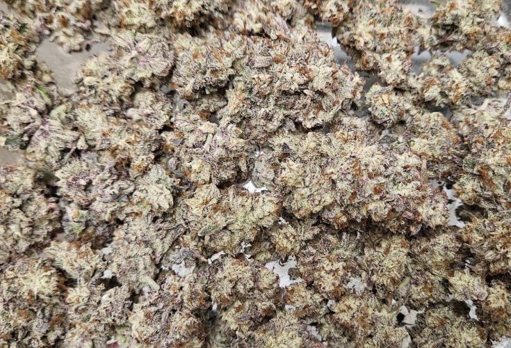 Fastbuds/Mephisto mix 2025. Week 15