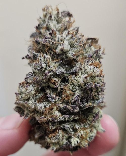 Fastbuds/Mephisto mix 2025. Week 15