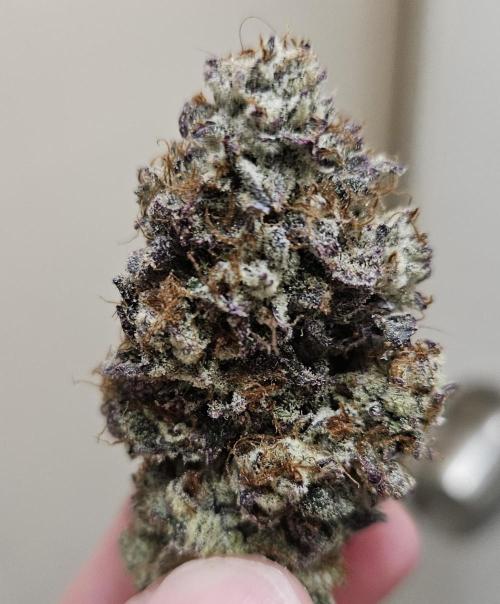 Fastbuds/Mephisto mix 2025. Week 15