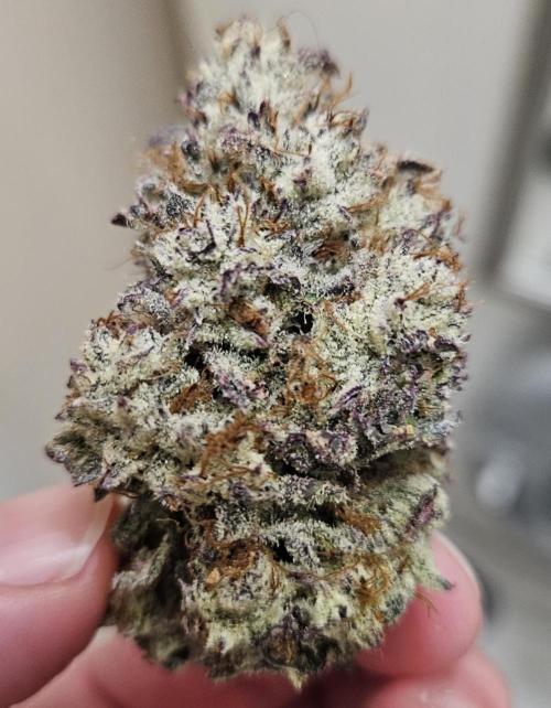 Fastbuds/Mephisto mix 2025. Week 15