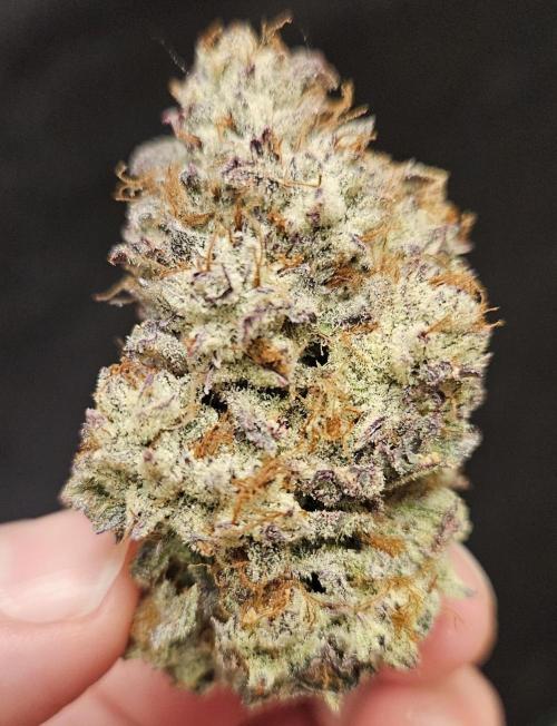 Fastbuds/Mephisto mix 2025. Week 15