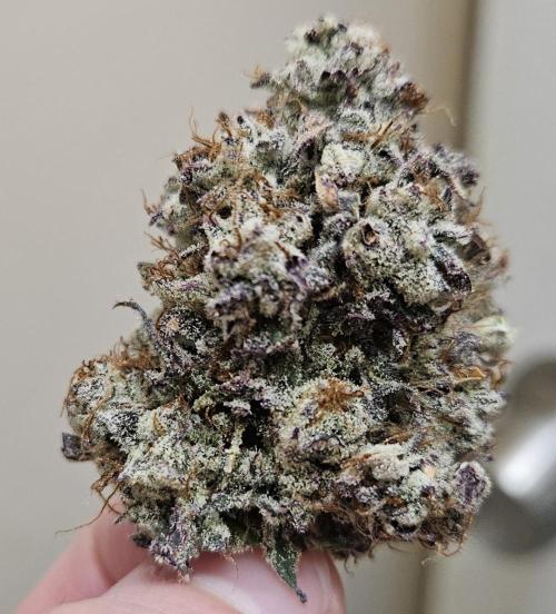 Fastbuds/Mephisto mix 2025. Week 15