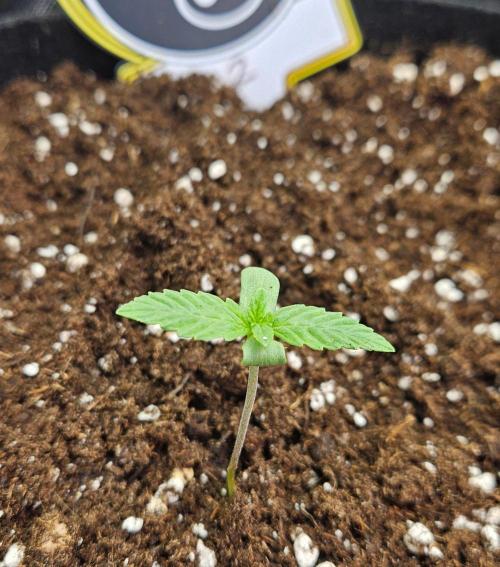 Hella Jelly and Mephisto O'z. Week 1