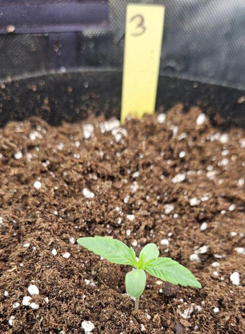 Hella Jelly and Mephisto O'z. Week 1