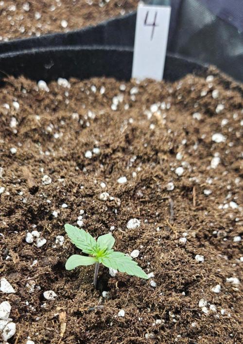 Hella Jelly and Mephisto O'z. Week 1