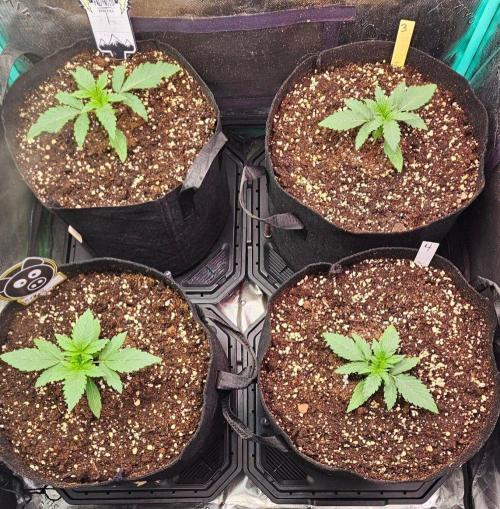 Hella Jelly and Mephisto O'z. Week 2