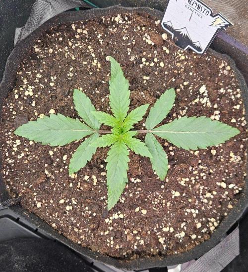 Hella Jelly and Mephisto O'z. Week 2 - 1