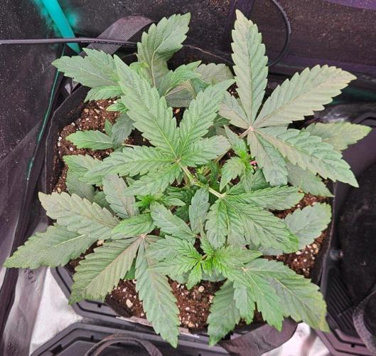 Hella Jelly and Mephisto O'z. Week 3 - 1