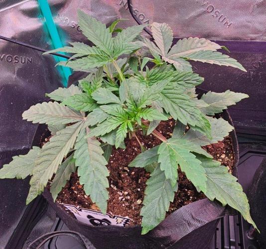 Hella Jelly and Mephisto O'z. Week 3 - 1