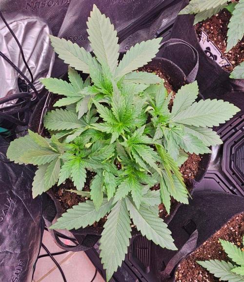 Hella Jelly and Mephisto O'z. Week 3 - 2